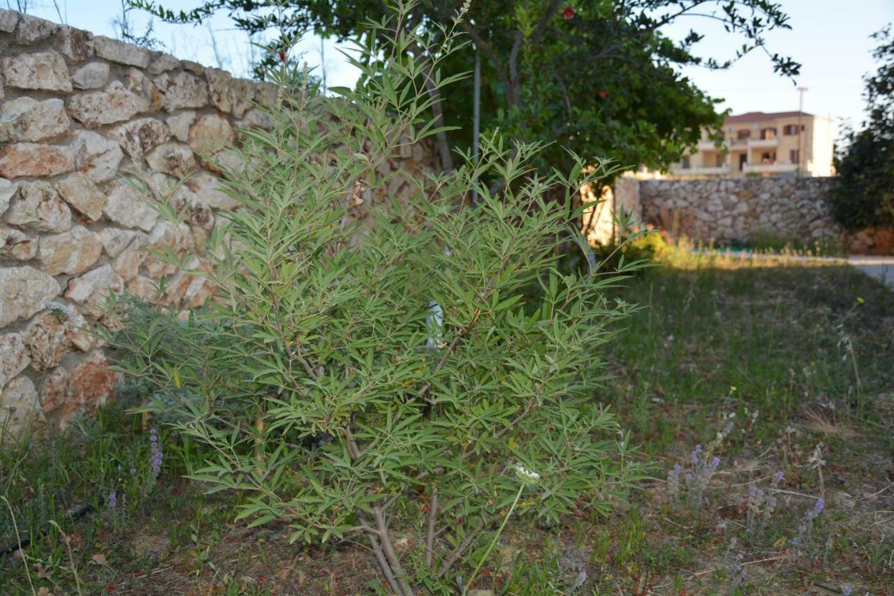 Lotus Sea View Studio Apartment 2 Lixouri Eksteriør billede