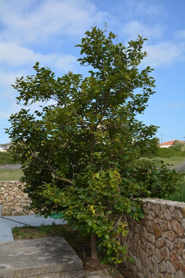 Lotus Sea View Studio Apartment 2 Lixouri Eksteriør billede